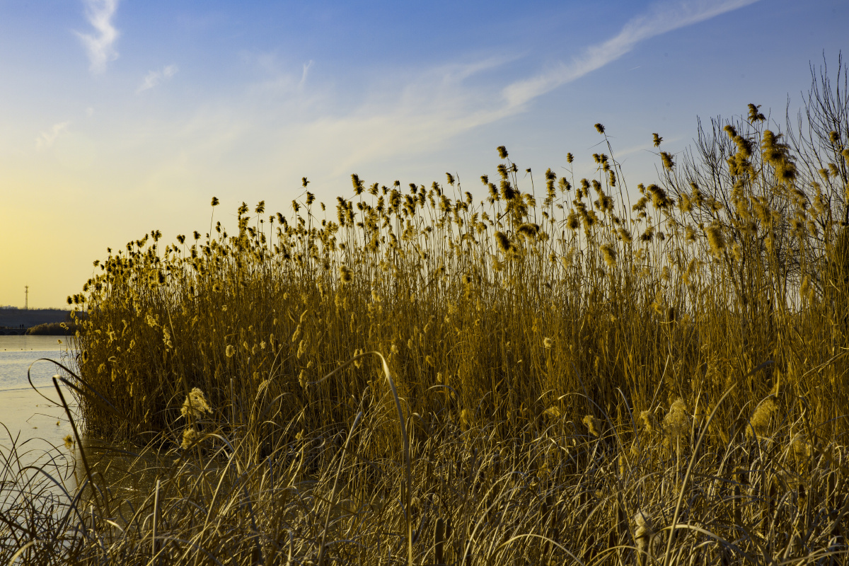 不同品种的芦苇第一张的芦苇穗像棉絮第二张芦苇个子像棵树