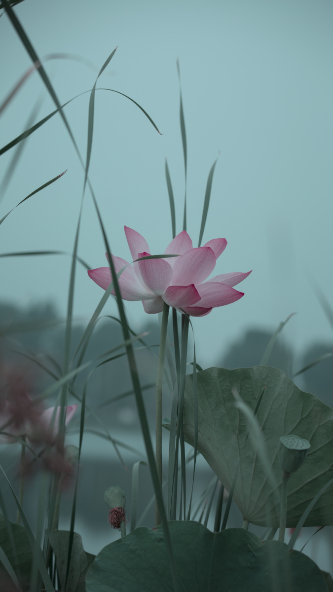 水草与荷花 - 清者自清l - 图虫