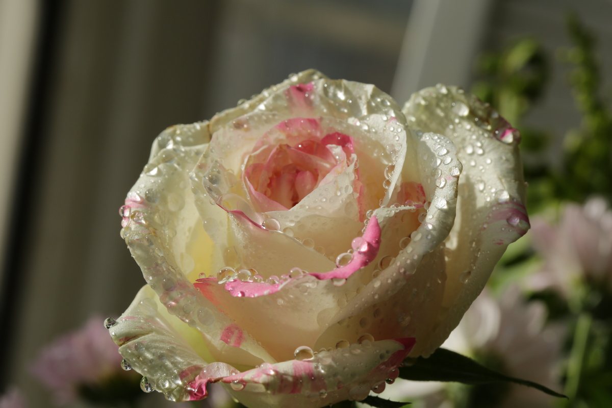 情人节玫瑰花原图