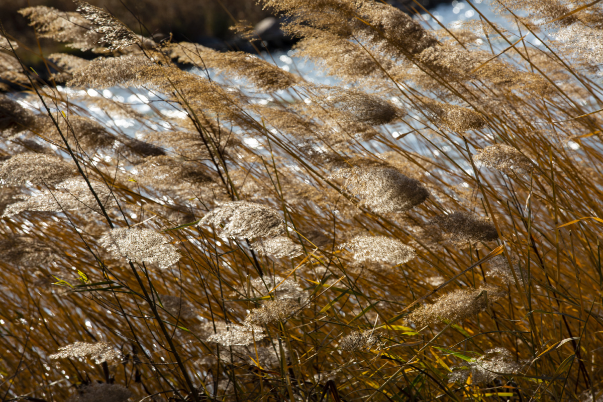 冬日寒风瑟瑟芦苇风中摇曳