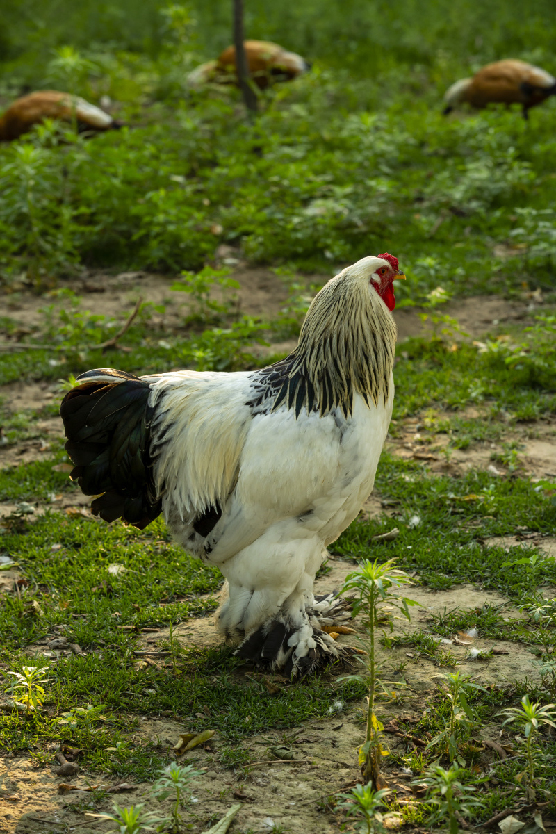 腿上长满毛的大公鸡很拉风