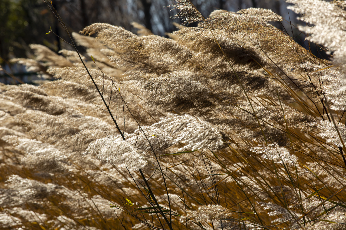 冬日寒风瑟瑟芦苇风中摇曳