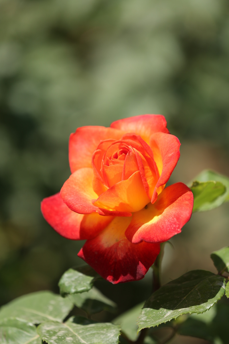 月季花在阳光照射下像躁动的火苗