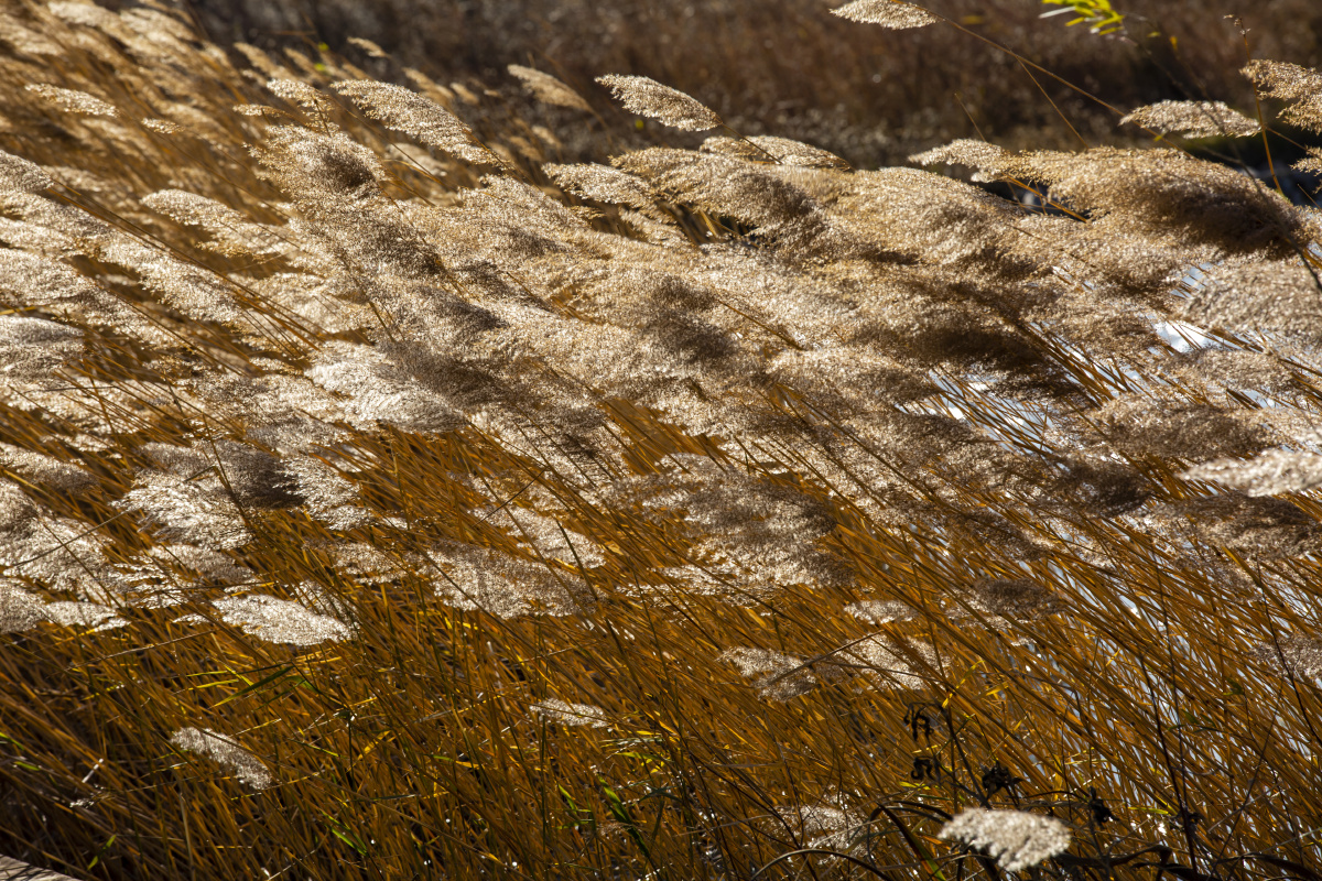 冬日寒风瑟瑟芦苇风中摇曳