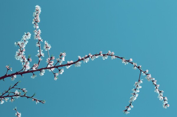 山桃花 清者自清l