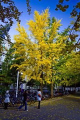 校园银杏