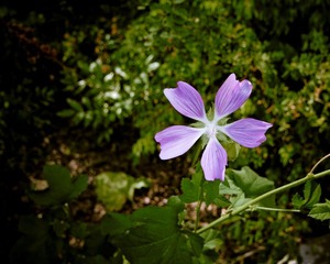 夏花