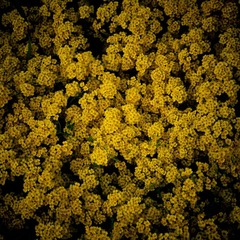 花毯