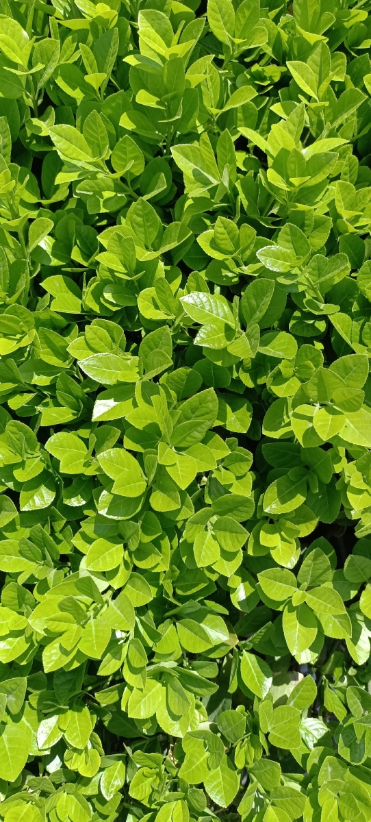 树叶- 摄影师陈晨 - 图虫