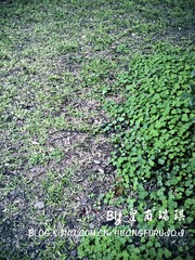 20100417541