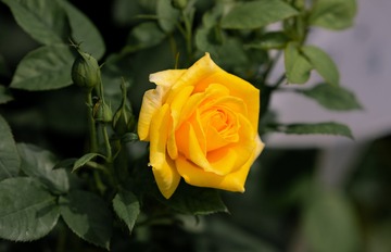 _AAD1225-1-1