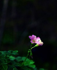 四叶草之花.jpg