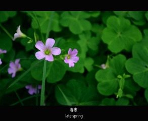 春天在 哪里.jpg
