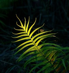 阳光的穿透力.jpg