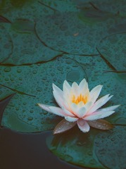 华农莲花.jpg