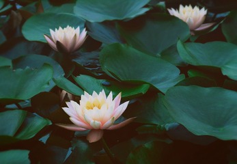 华农莲花3.jpg