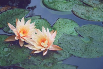 华农莲花6.jpg