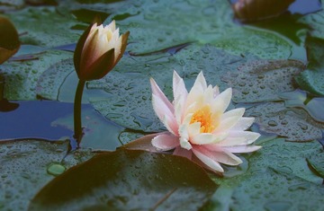 华农莲花7.jpg