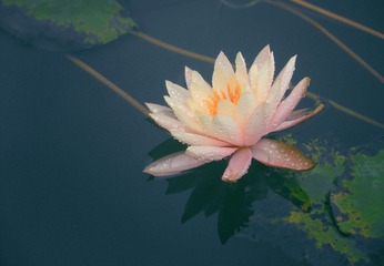 华农莲花8.jpg