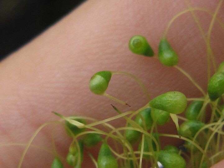 苔藓