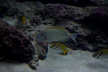 Okinawa-2374.jpg