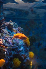 Okinawa-2387.jpg
