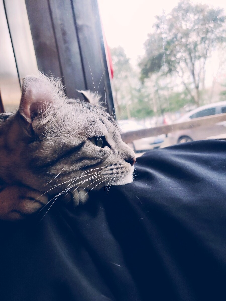 从它眼中我读出了故事