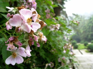 山花1