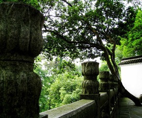 寺前古树