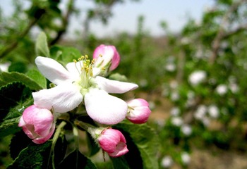 苹果花开1