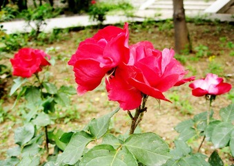 芍药花开
