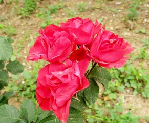 芍药2