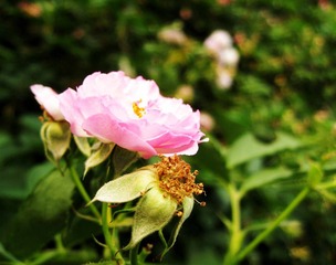 芍药3