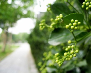 爬山虎