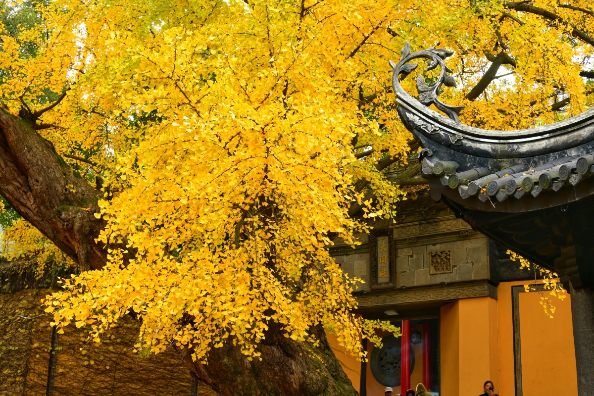 惠山寺门口的古银杏栽于明洪武年间距今已600多年历史每到深秋这棵
