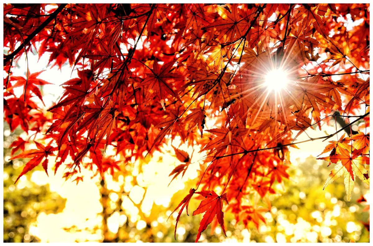 辉映着丽日眩目的阳光用温暖的轻吻感动每一片红叶照亮着金色的秋天