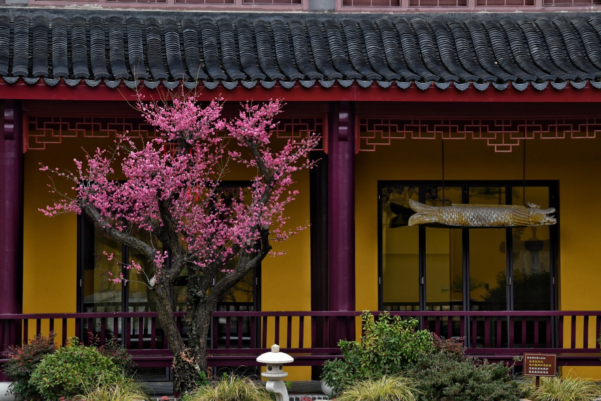 拍摄随笔: 古庵梅影,是古刹幽静与梅花清雅交织而成的独特意境,梅花则以疏影横斜、暗香浮动的姿态,为古庵注入了生命的灵动与禅意的哲思。二者相映 ...