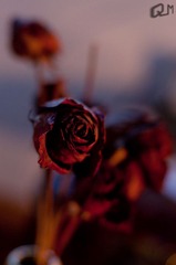 20110214-DSC_0832