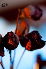 20110214-DSC_0838