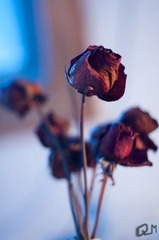 20110214-DSC_0845