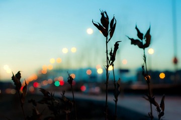 20110108-DSC_0318