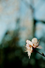 20090307-DSC_0146