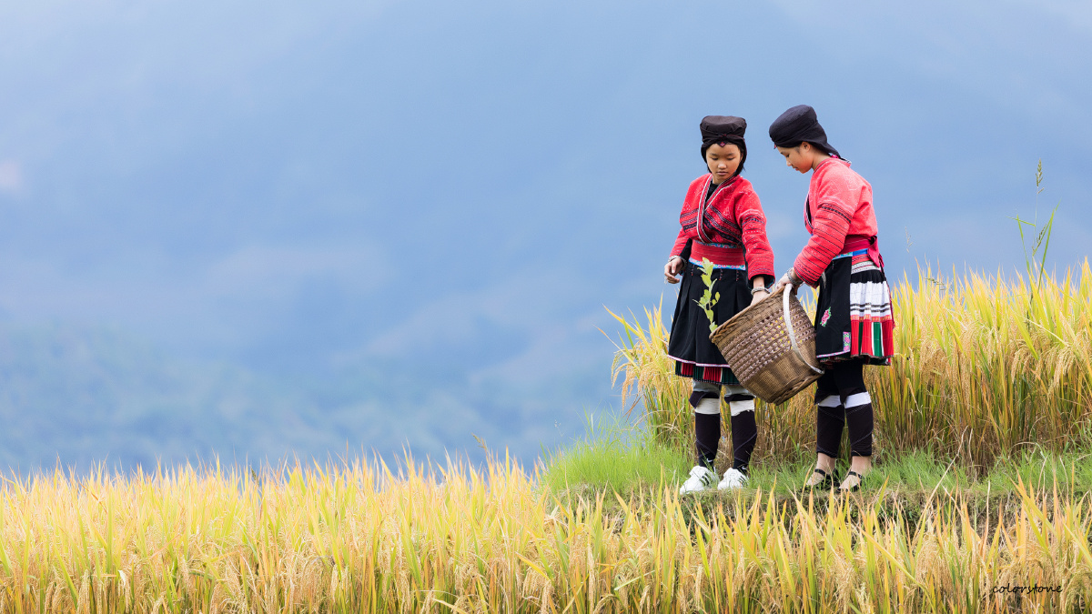 丰收桂北地区龙胜各族自治县的红瑶则是瑶族中的另一个支系因穿红色