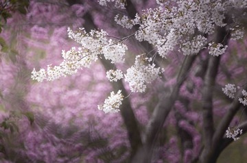 A63927E9-66C6-4F47-BAEC-311B8E4E6340/L0/001