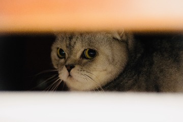 A46F6785-47A9-4328-A797-8ADCCA9631BC/L0/001