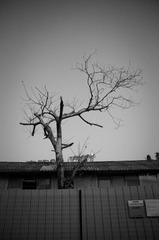 树。红砖厂。