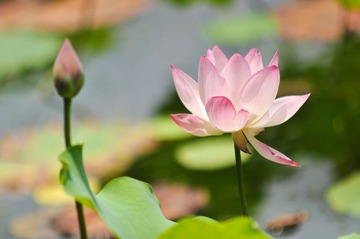 荷