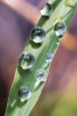 朝露