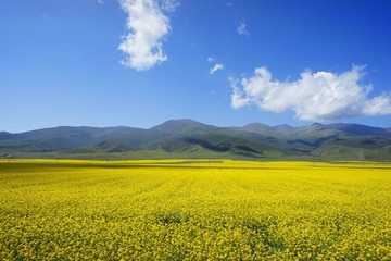青海油菜花