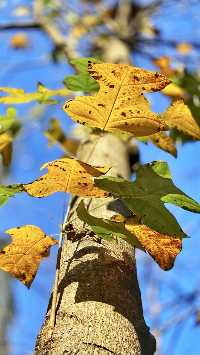 秋天的叶子虽然不像春天那么生机勃勃不像夏天那么翠绿无比但是那么的